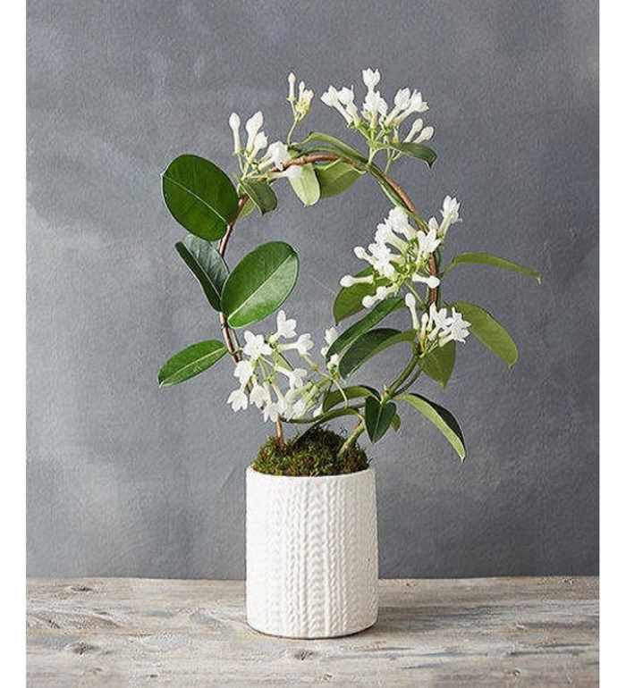 Растение комнатное