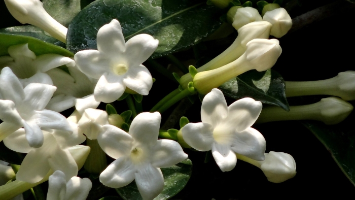 Стефанотис лиана