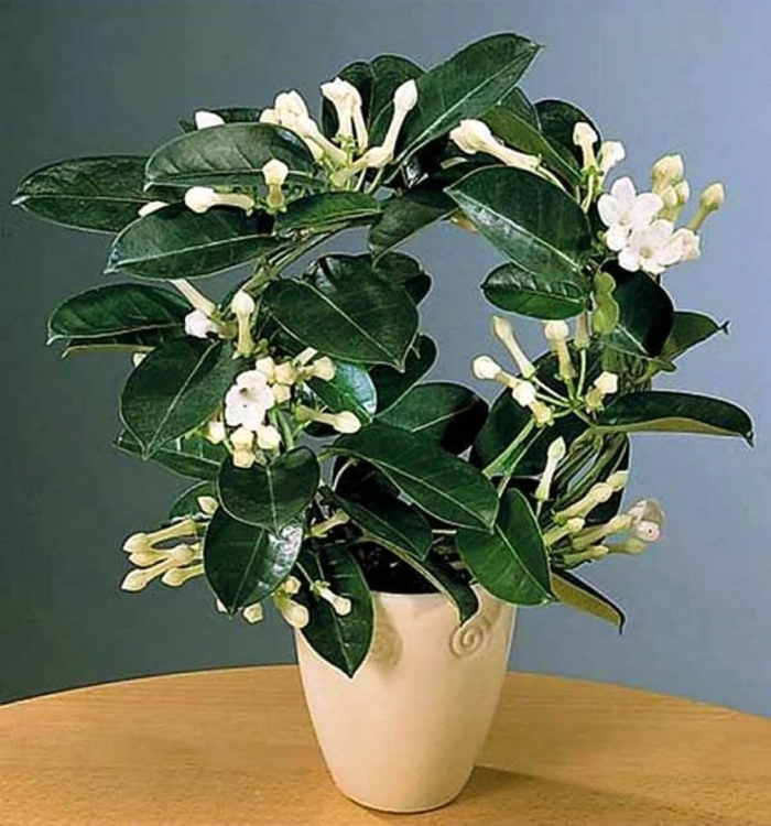 Жасмин комнатный