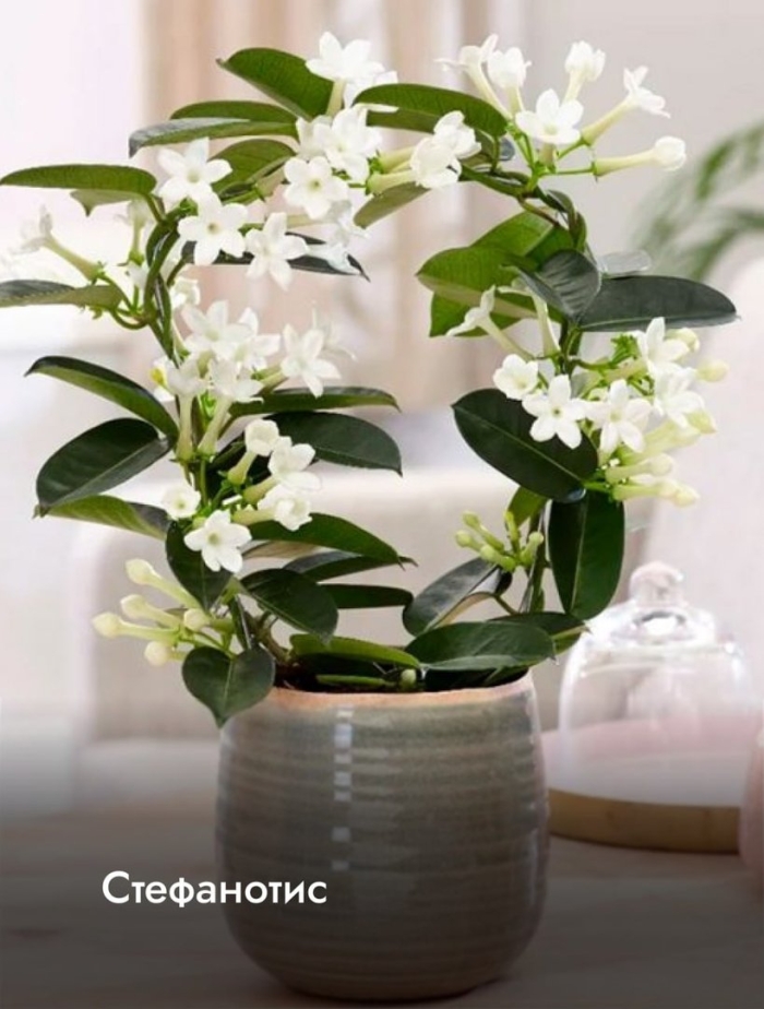 Стефанотис лиана