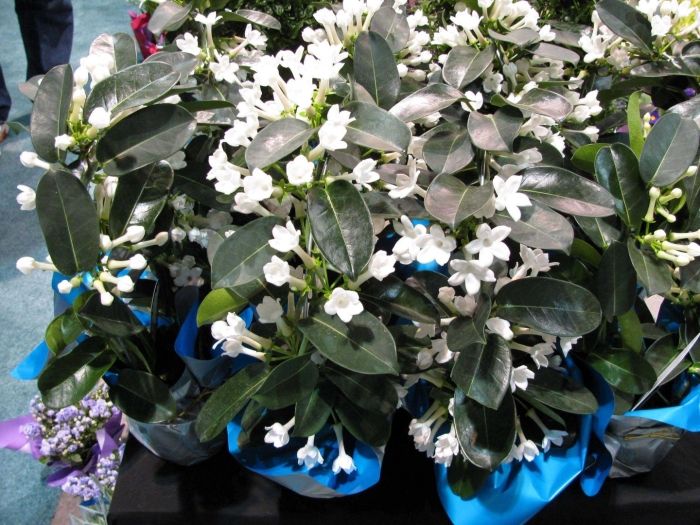 Стефанотис мадагаскарский