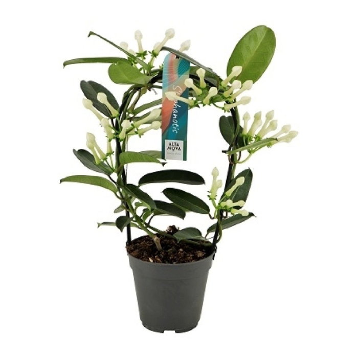 Стефанотис флорибунда d12