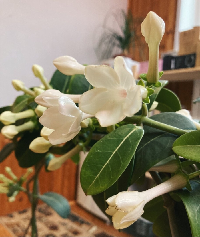 Стефанотис мадагаскарский жасмин