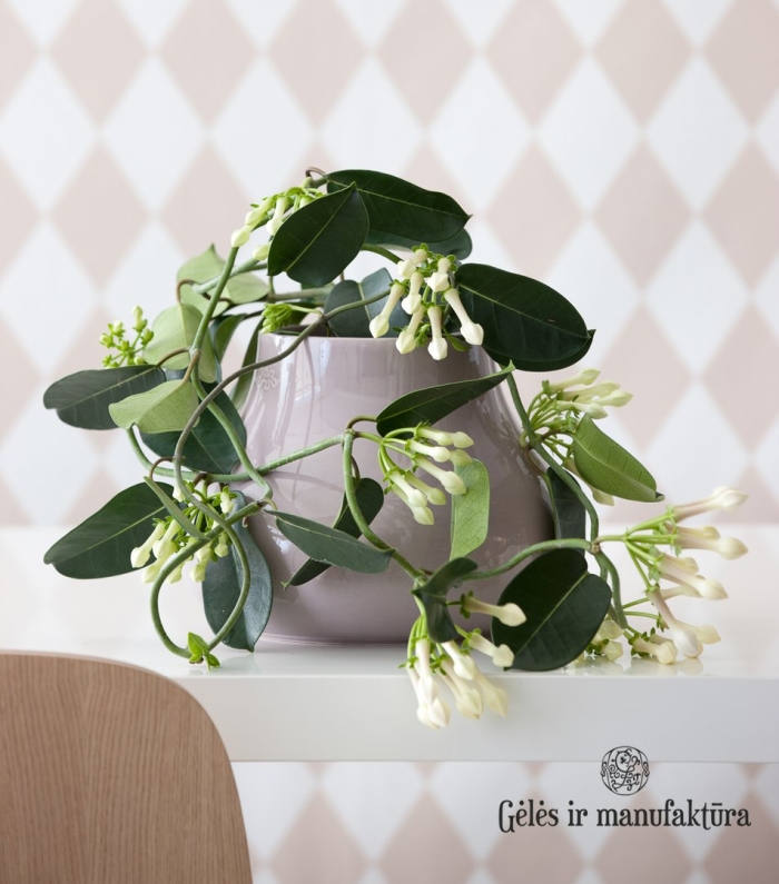 Стефанотис лиана