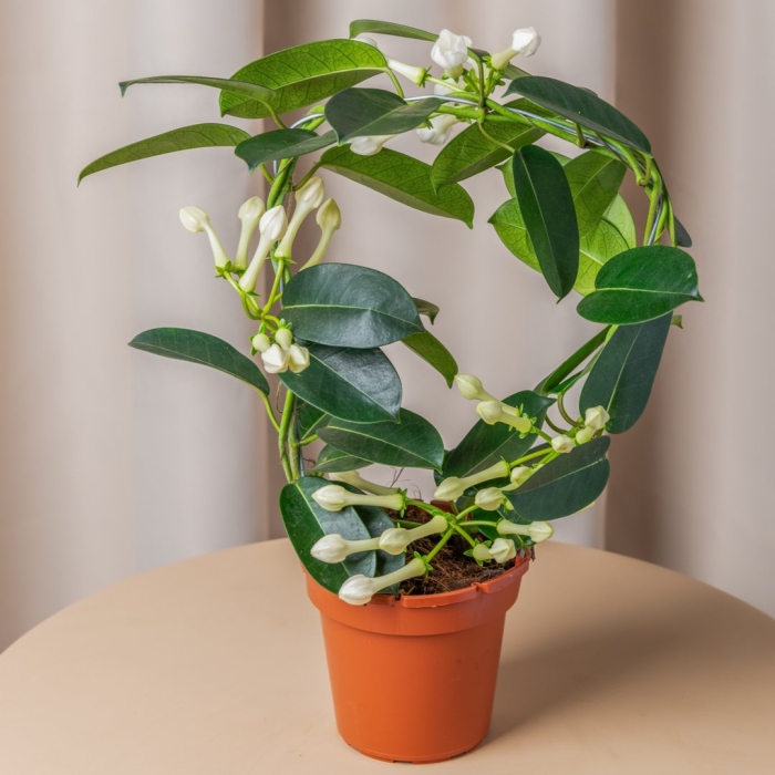 Стефанотис флорибунда