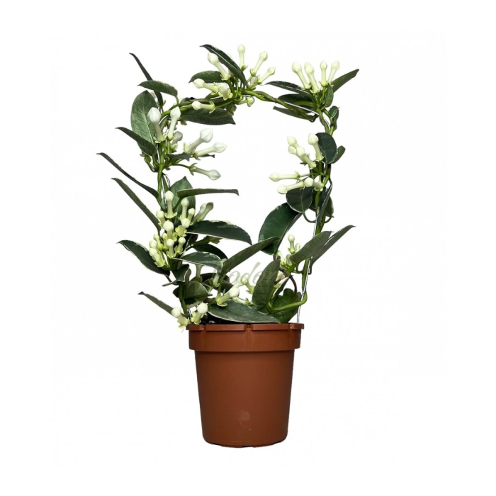 Стефанотис черенки