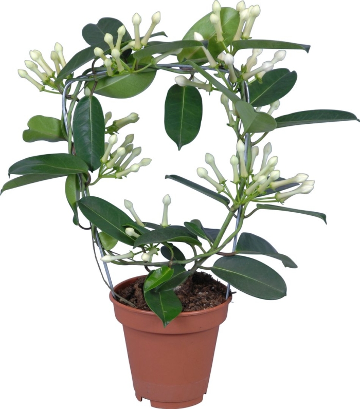 Стефанотис 12/17*45