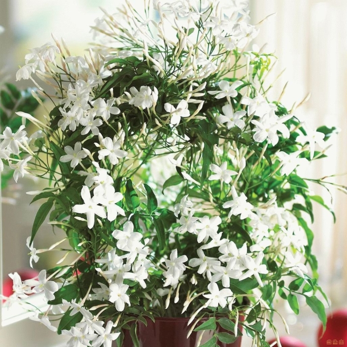 Жасмин многоцветковый