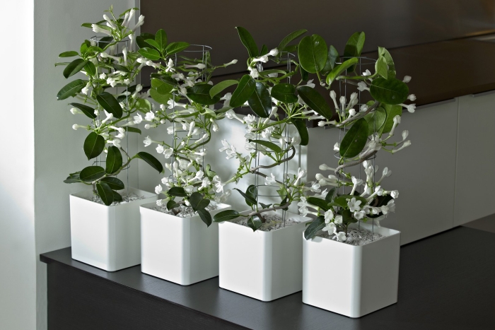 Жасмин стефанотис