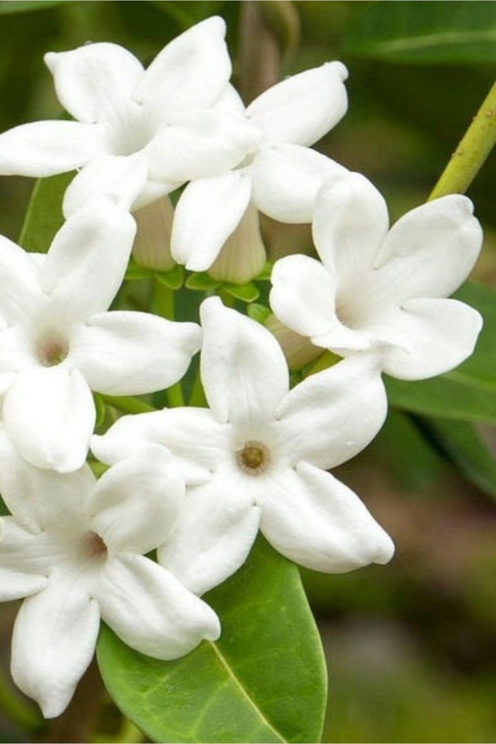 Стефанотис мадагаскарский жасмин