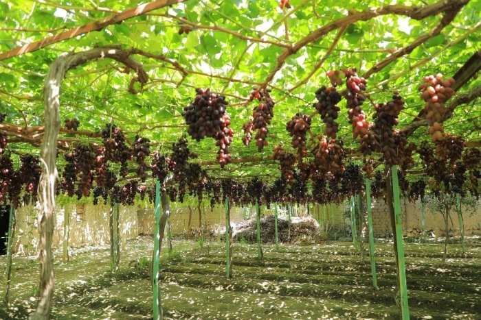 Узум плантация узбекистон