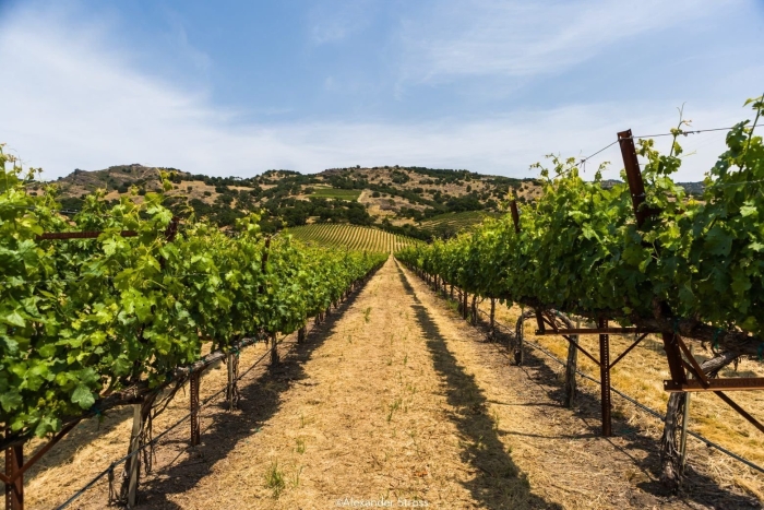Долина напа калифорния виноделие