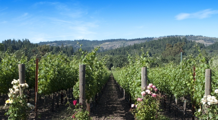 Северная калифорния виноградники