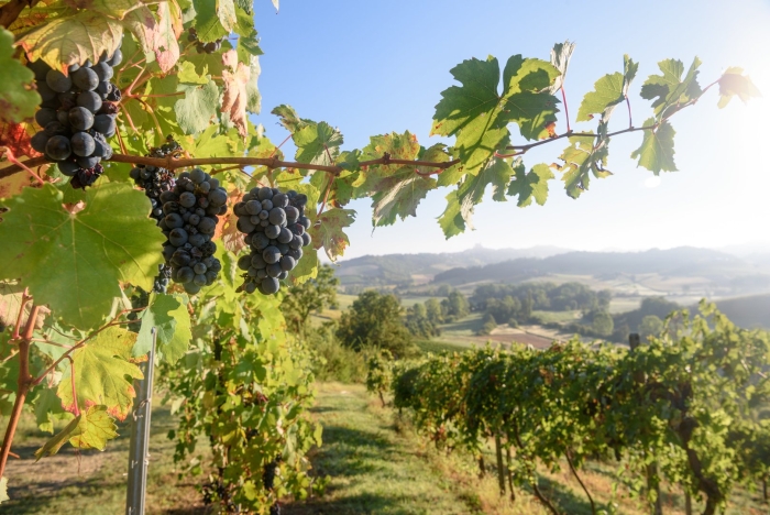 Италия виноградники