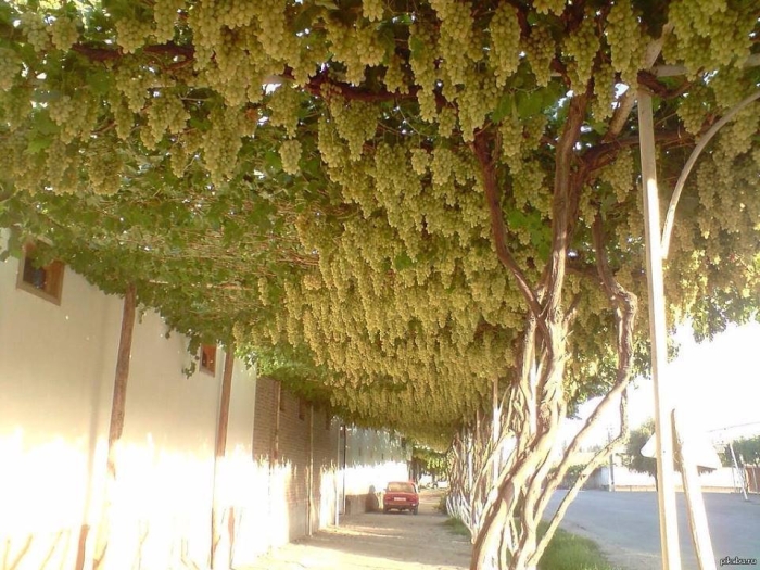 Виноград узбекистан