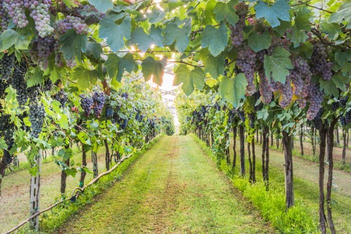 Виноградный сад