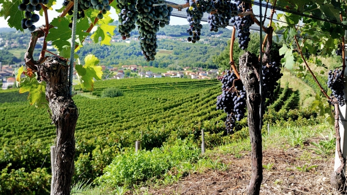 Виноградники шато де талю