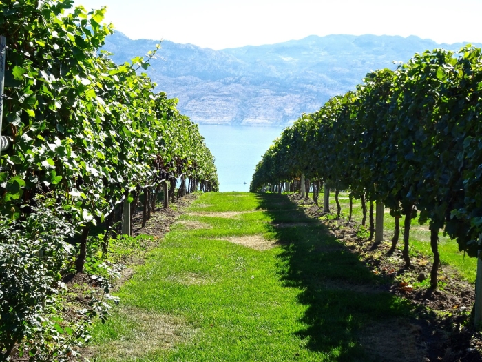 Wine region okanagan valley
