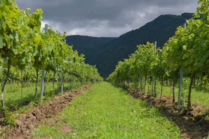 Виноградники абхазии