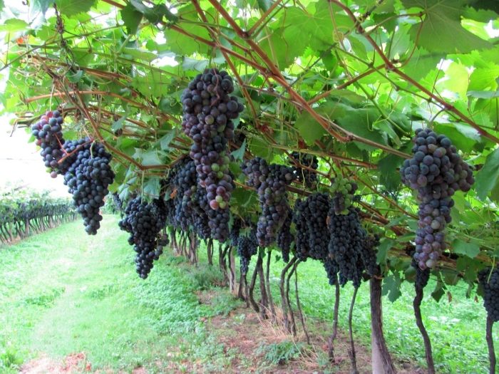 Шираз сорт винограда