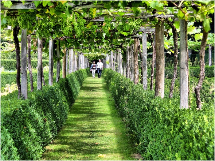 Живая изгородь усадьбы