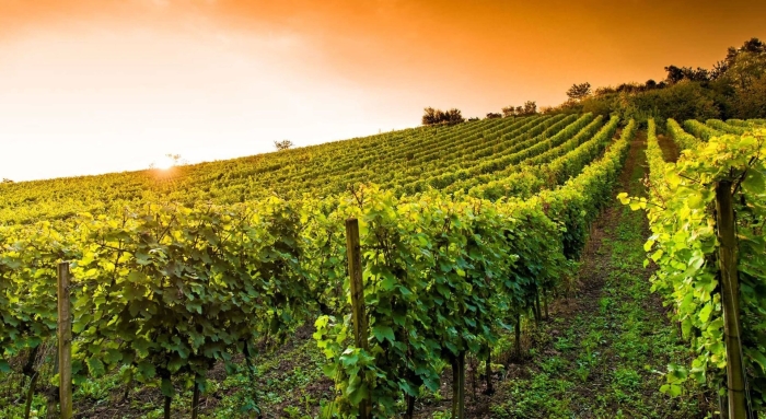 Румыния виноградники