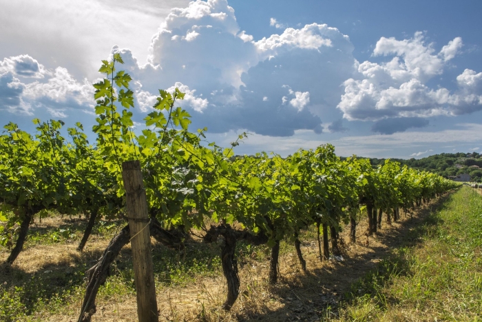 Виноградные плантации в краснодарском крае
