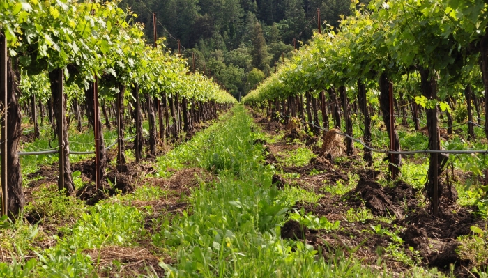 Виноградные плантации в абрау-дюрсо