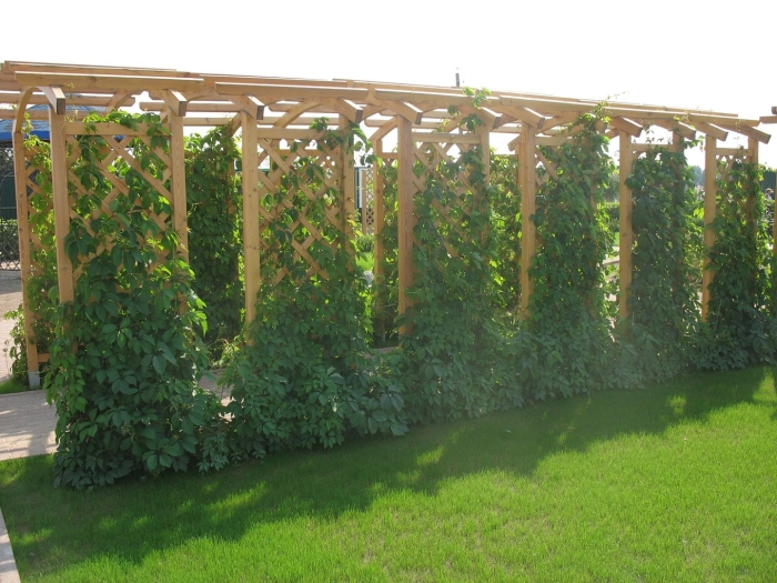 Шпалера пергола для винограда