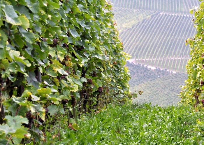 Плантации винограда