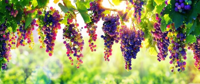 Виноградная лоза