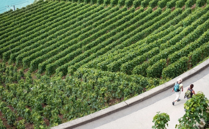 Франция бургундия виноградники