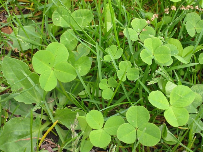 Двулистный клевер