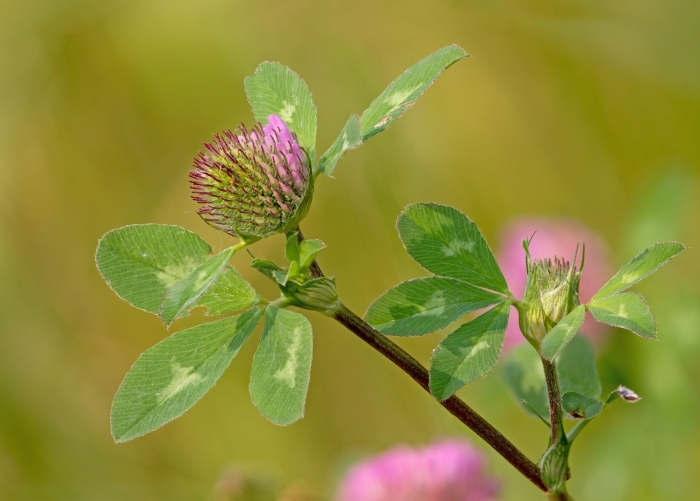 Клевер луговой красный