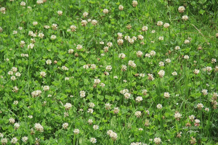 Клевер ползучий (кашка белая)