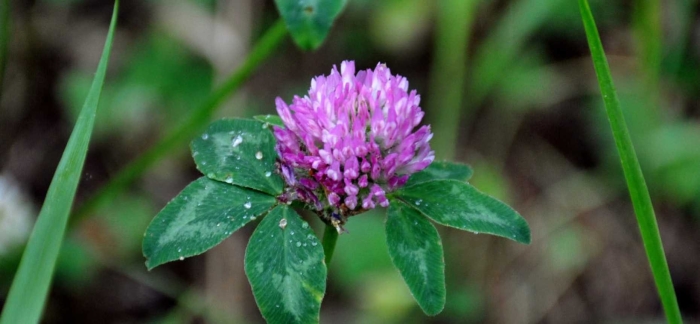 Клевер луговой растение