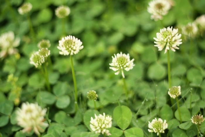 Клевер ползучий четырехлистный