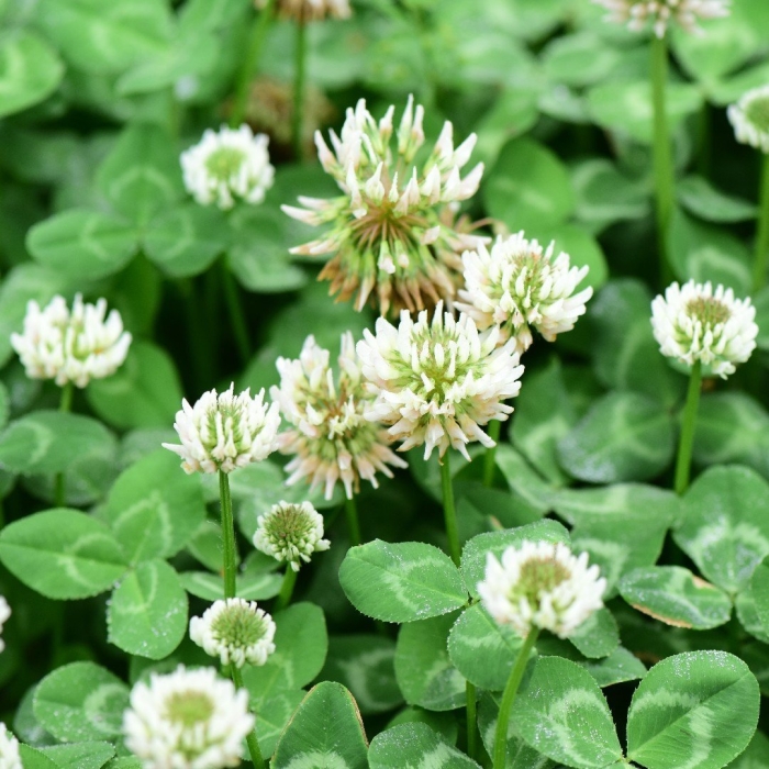 Клевер ползучий trifolium repens