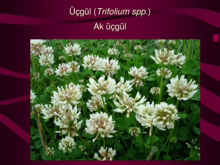 Клевер белый ривендел