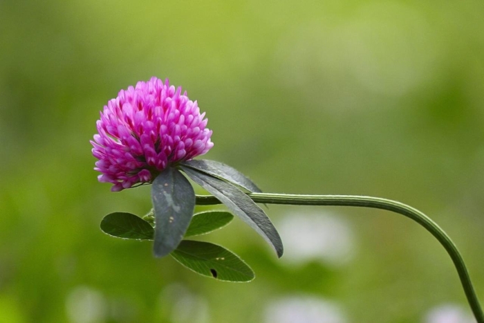 Клевер трилистник растение