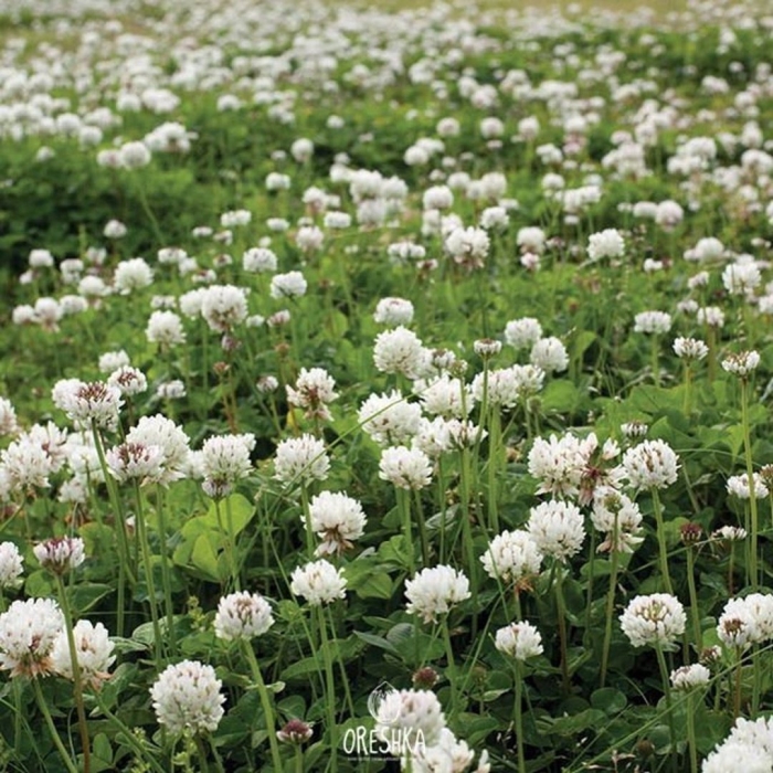 Клевер ползучий ривендел