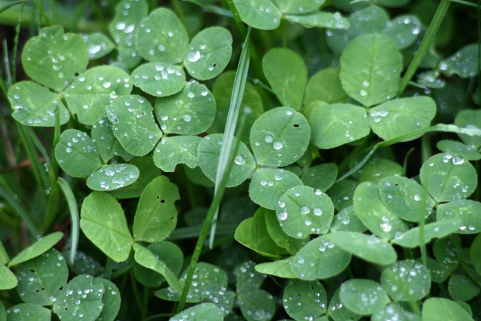Семилистный клевер