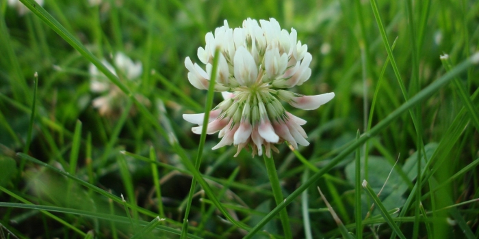 Клевер ползучий trifolium repens