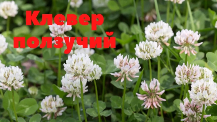 Клевер красный и ползучий