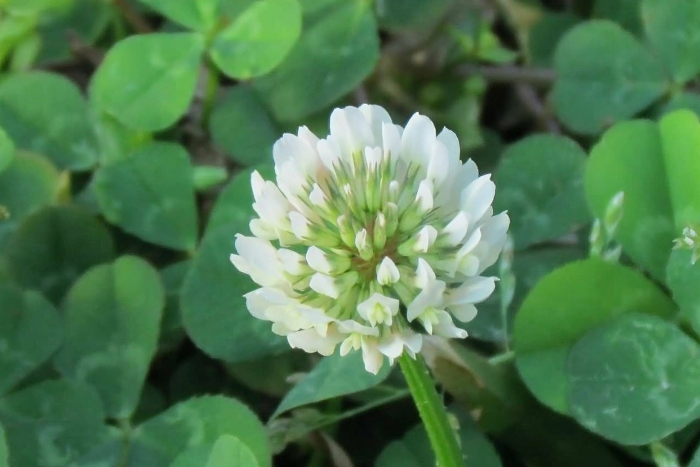 Газон клевер белый ползучий