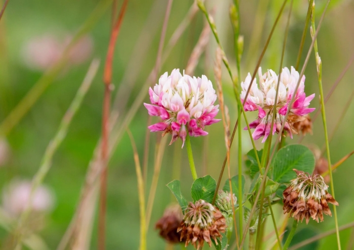 Trifolium hybridum