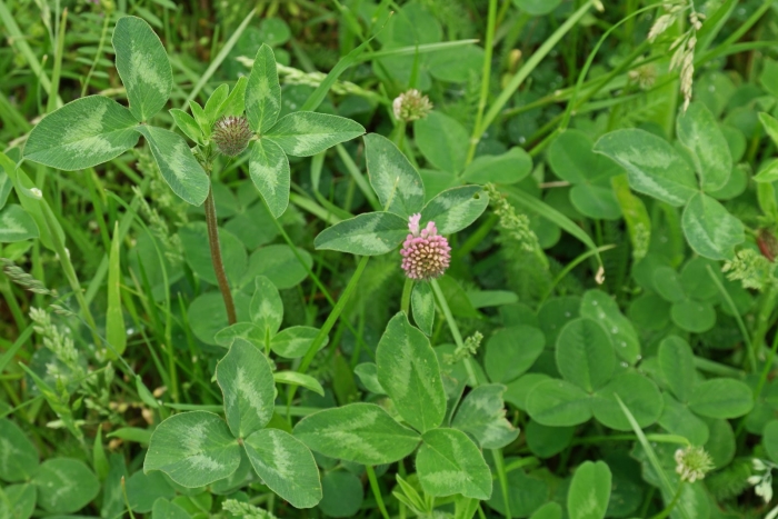 Листья клевера лугового