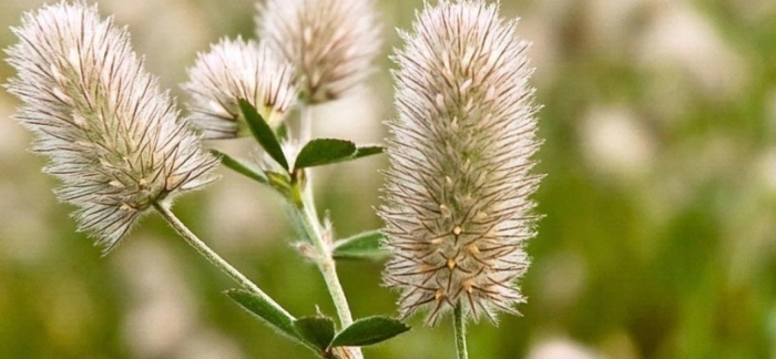 Клевер пашенный