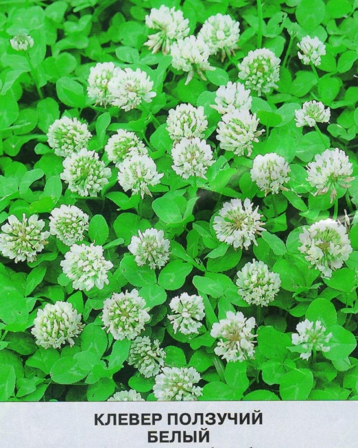 Гавриш клевер ползучий белый нанук