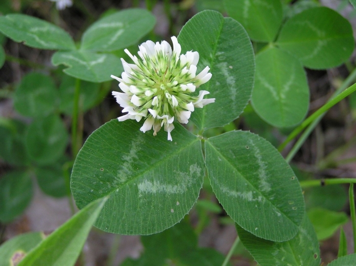 Клевер ползучий trifolium repens